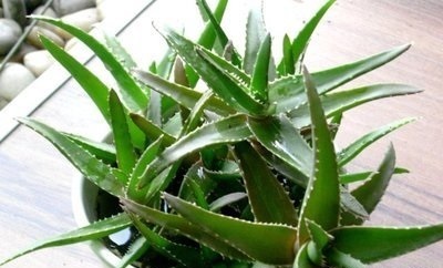 秋天来了,养芦荟做个“小手术”,从头再来!小苗“塞满”花盆