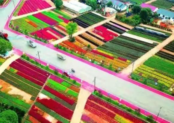 老年|新春沉醉花海,共游壮美叠彩!