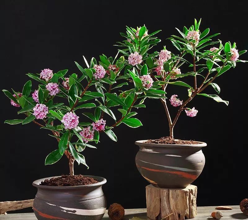 瑞香花开了，几个小技巧，开花更持久，满室生香