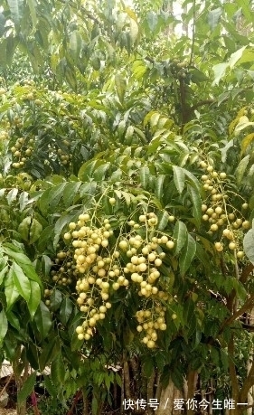 板栗|又是野果收获的季节，这些野果你认识吗？城里很少有卖的