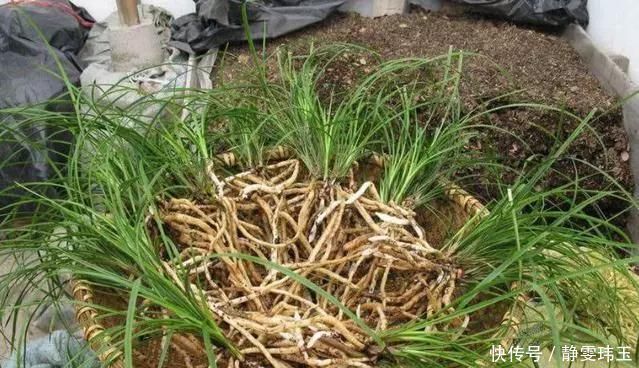 胡大妈养“兰花”,用一种令人厌恶的“营养液”,1盆养成20盆