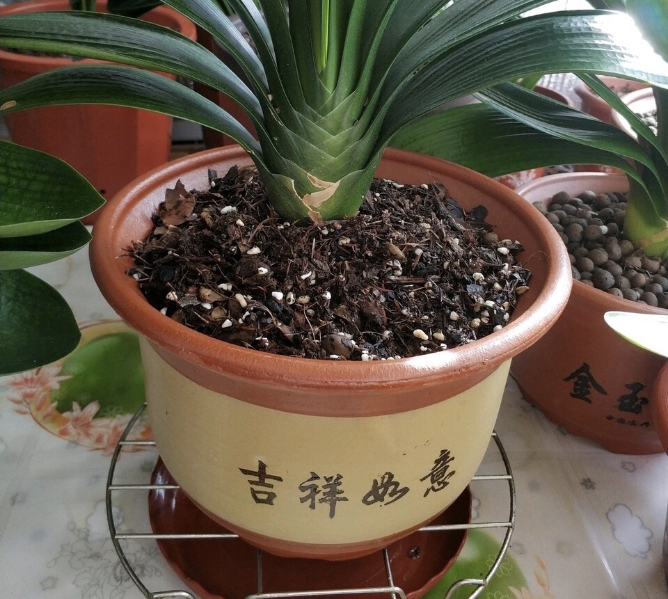 养君子兰，做好这“3步”，再也不烂根，长得根旺叶绿，年年开花