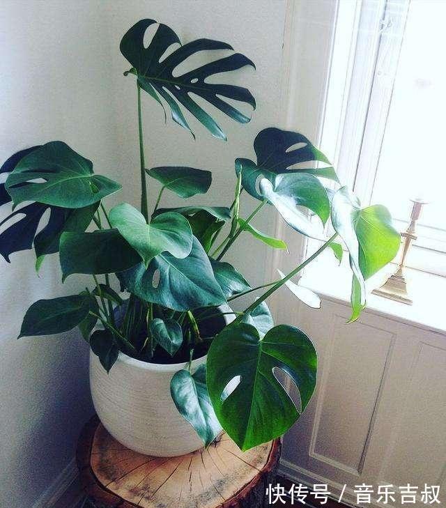 水培|这5种花,漂亮又好养,放卧室客厅都合适,还能净化空气,很实用