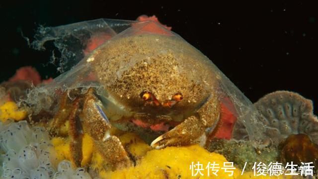 塑料制品|塑料袋禁令正在蔓延,但不用塑料袋就真的有效吗?