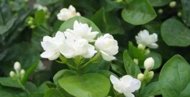 “3种花”养家里,好养又漂亮,炒菜泡茶又养人,第三种厉害了