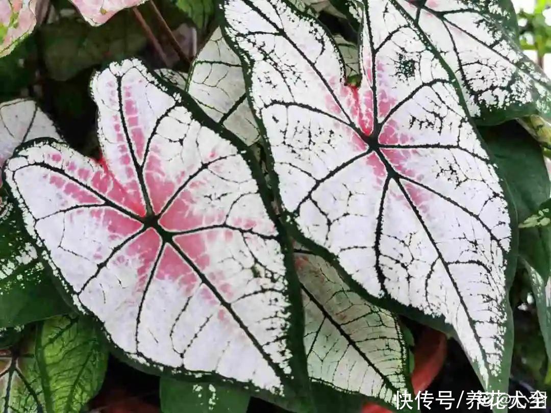 调色板|1种绿植特上档次,叶子五彩斑斓,像打翻了调色板