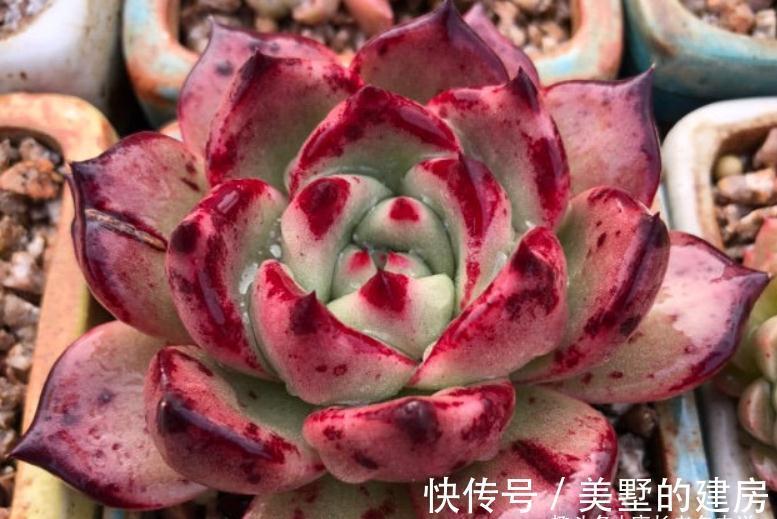 叶片|美若红颜，甜如蜜语——多肉红颜蜜语不好养？我养过后不这么认为
