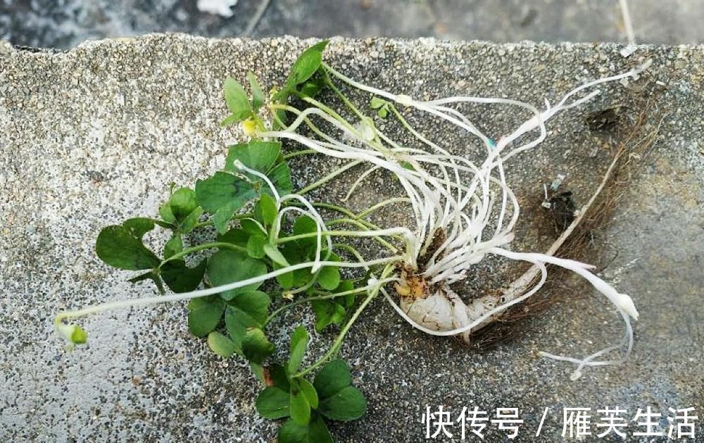 野菜|人称“土人参”,儿时挖来当糖吃,如今一斤10元,稀罕少见