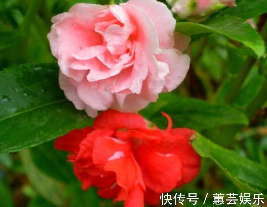 花色繁多，好养好种，人人找来做一件事