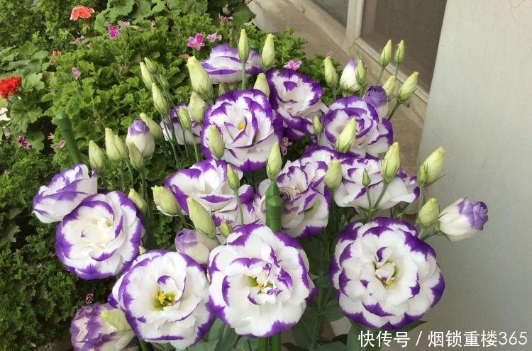 “高端名花”女人香气，姿容高雅，娇嫩柔和，实属养花首选