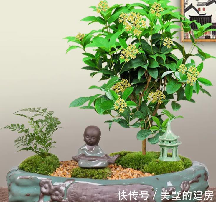 桂花粥|爱花人:立秋了,桂花该安排上了吧?