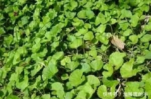 水芹菜|農村有些野菜農村人都不喜歡吃，但都有很多功效