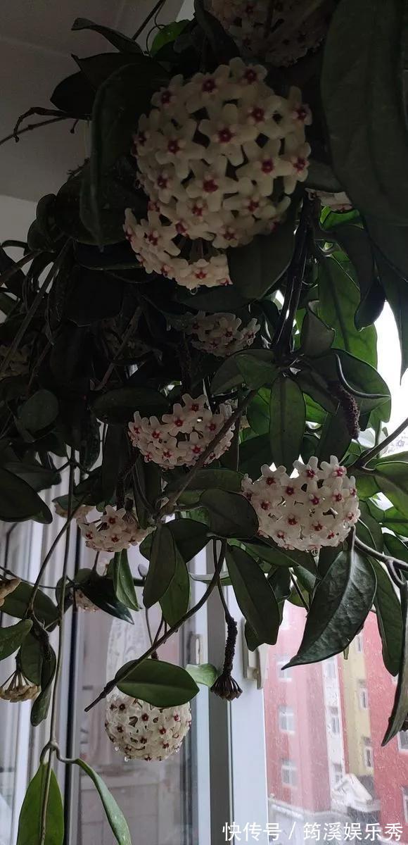 花球|5种花不用管，盆栽地栽都好养，自己就能长成大花球，花开还惊艳