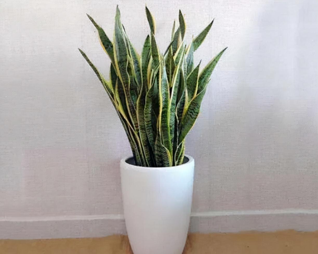 农历九月十八霜降后，养什么花？家里养3种花，吉星高照富贵如意