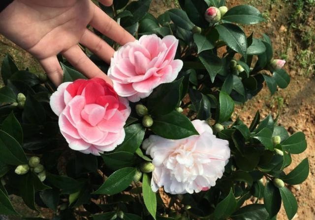 春节|寒冬养茶花,4个窍门“摸透它”,春节开大花,华贵娇艳满枝丫