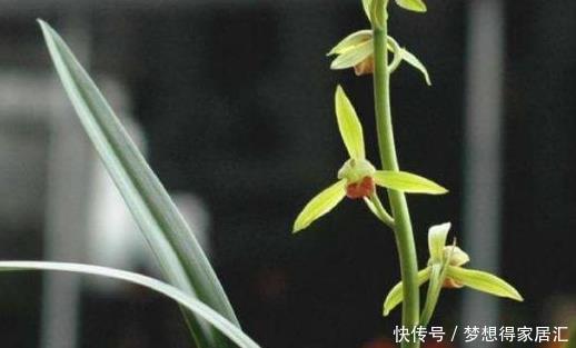 春兰|兰花鉴别春兰、蕙兰傻傻分不清,教您一招,百试百灵