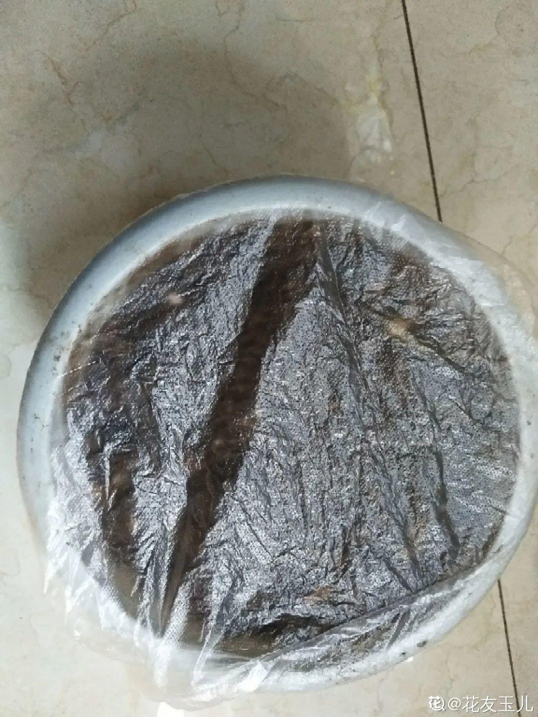 玉米棒子插盆里,7天冒出小森林,比绿萝吊兰好看