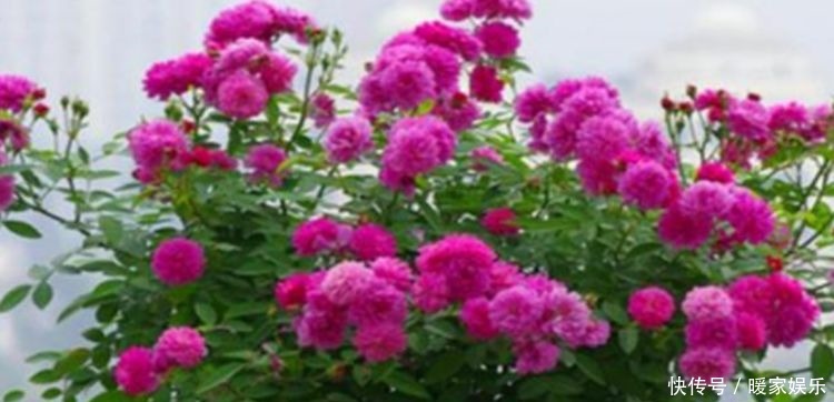 适合庭院养护的几款花卉,开花艳丽惹人爱,花园变花海