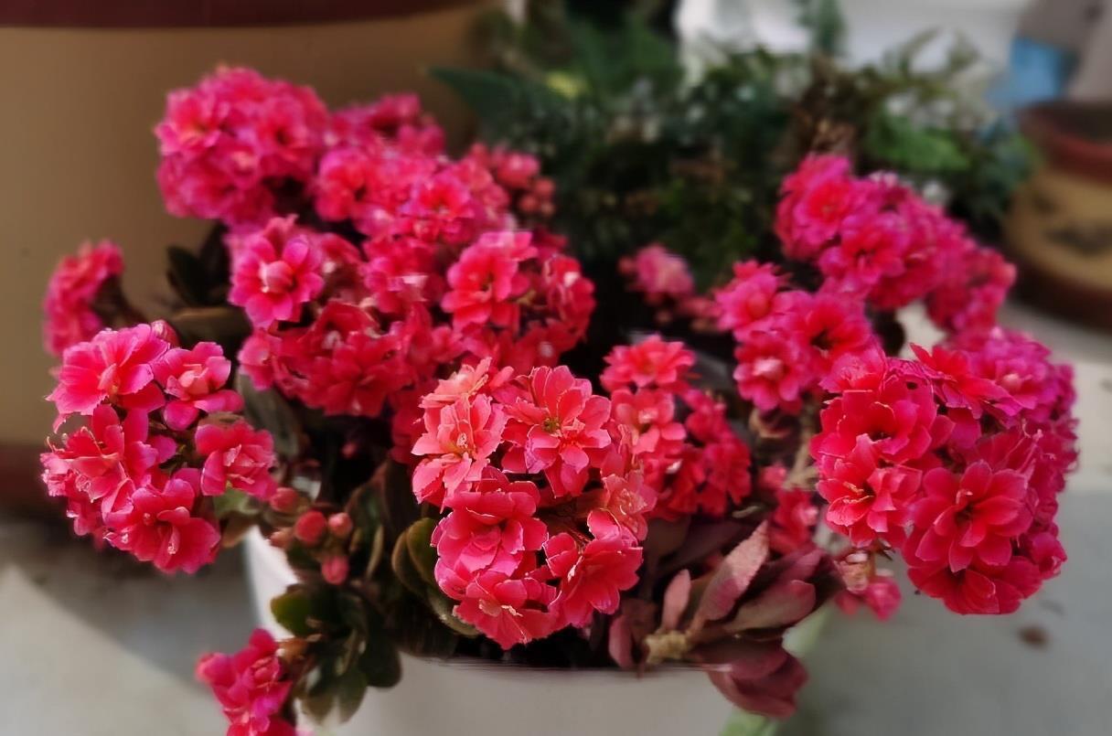 扦插|3种花真的太顽强了,一个枝一片叶,遇土就长根,扦插很简单