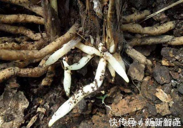 羊粪养花好？3个害处不知道，越养越心烦，还很容易养死