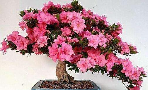 想养好花，“配土”加点“料”，变成万能土，疏松透气，养啥都旺