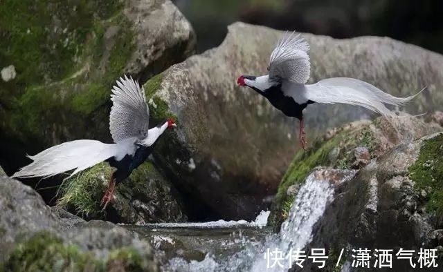 白鹇|白鹇鸡！太美了！