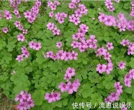 养护|以下10种全年都能开花的室内盆栽，超好养护又容易爆盆！