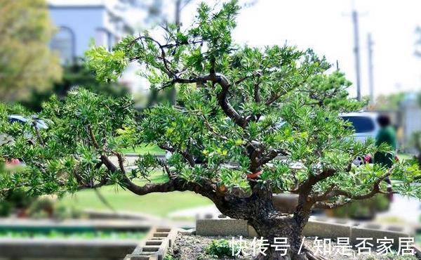 腐殖质|养花试试这款，高速发育的春秋阶段，是需要偶尔追加液体肥