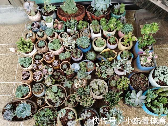 叶子|10种花要控水,天热反而不能浇,一浇水就死