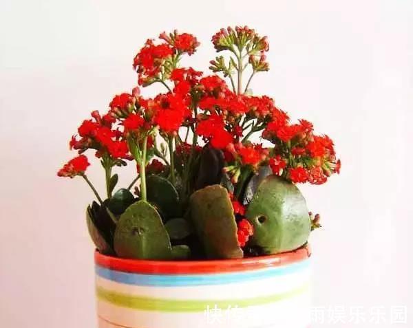 冬季养花大全,家里有这21种花的看过来