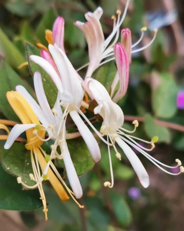 1盆薄荷提神醒脑,揪片叶子还能吃,性价比超高