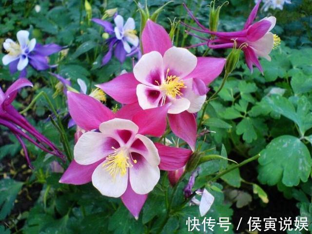 家里的3种花，名字“土里土气”，开花一扫众人