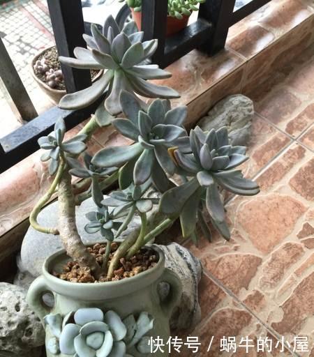  观赏价值极高|3种多肉植物，容易长成悬崖桩，养护简单颜色艳，高贵大气有格调