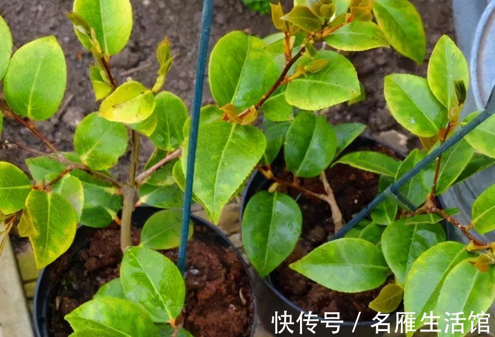 枝条|3种漂亮花，夏天长势慢，扦插正当时，操作起来生根快