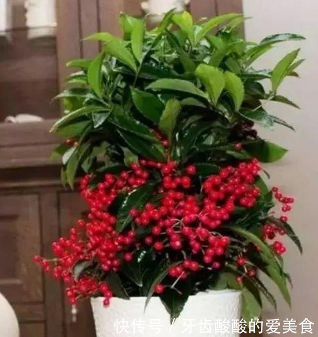 4种花养了就爆盆,好养易活开花漂亮,美轮美奂,你一定会喜欢