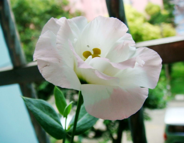 矮牵牛|这2种花，似开花机器，花开一茬又一茬，一年四季都有花看，超美