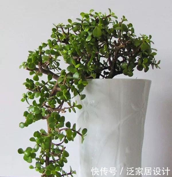 金枝玉叶|金枝玉叶修剪教程，剪下的枝条扦插，一盆变多盆