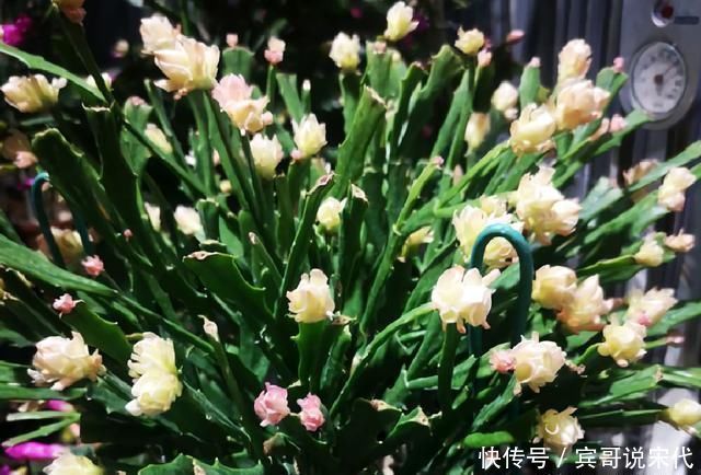 6种花,夏天一热就“假死”,可别随手就扔了,秋天一凉又醒来