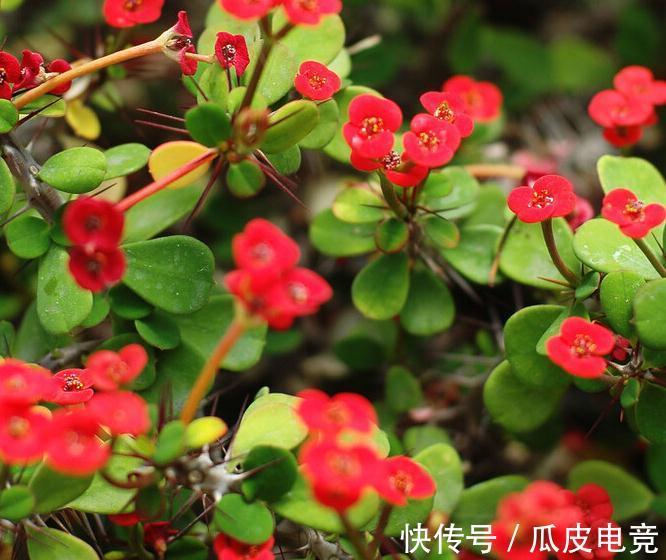 马上进入2022年,新的一年即将开启,为你推荐25种漂亮的花卉