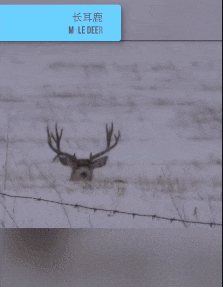 |搞笑GIF趣图:如果有个人对我这么贴心,那我做梦都能笑醒