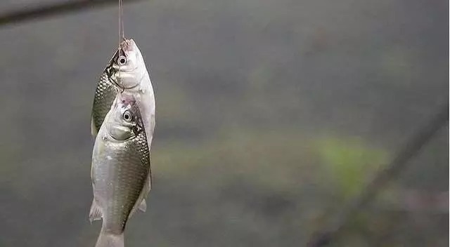 让鲫鱼大开口的钓法,据说一天能钓50斤!