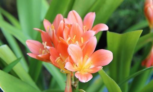 君子兰的两大繁殖方法,简单易操作,一盆变N盆