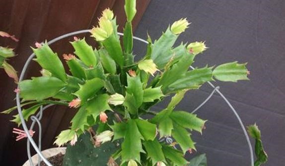 仙人掌叶片瘦弱“营养不良”，学会小“绝招”，一年变“壮汉”