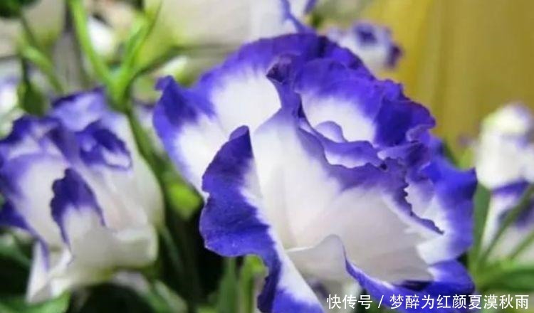 洋桔梗洋桔梗|养花就养这几款,全年开花不停,爆盆美如花,枝头窜满花苞