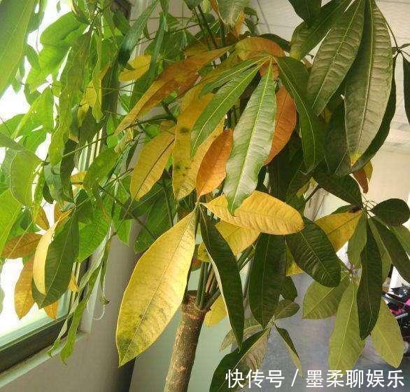 黄叶|盆里加上“黄金豆”，叶片油亮亮，烂根黄叶都没有，发财树真好养