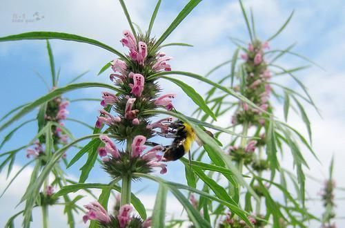 蜂蜜|女人月经量少易衰老？多吃这6种食物，补血调经，人更显年轻