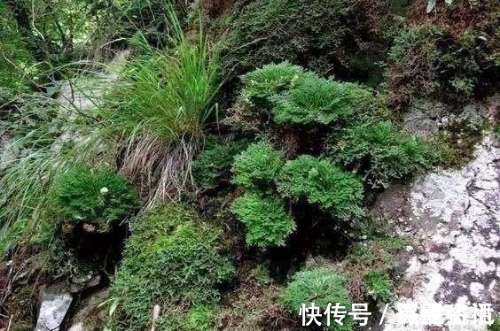 山崖上一种草,被称“还魂草”,人人见了挖一株,说是很值钱!