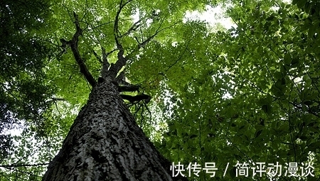 鱼的寿命到底有多长?为什么说有水的地方就有鱼?