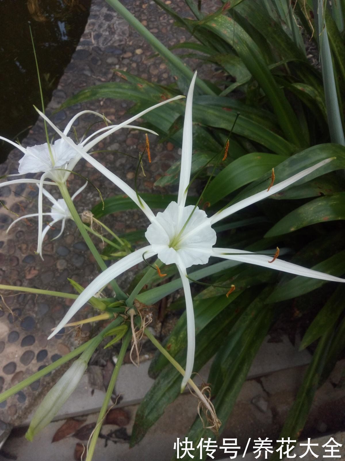 两种花，名字听起来吓人，开花却美翻了，养一次就上瘾