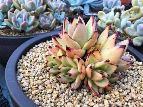 关于多肉休眠你了解多少？不同的多肉，却都有休眠期